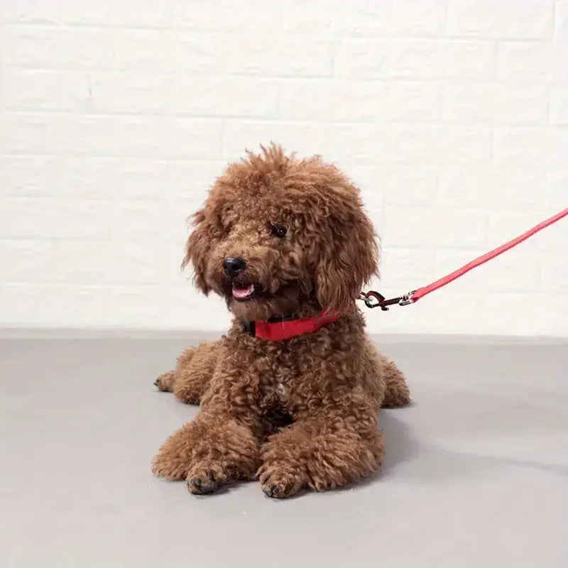 LED Light-Up Dog Leash & Collar