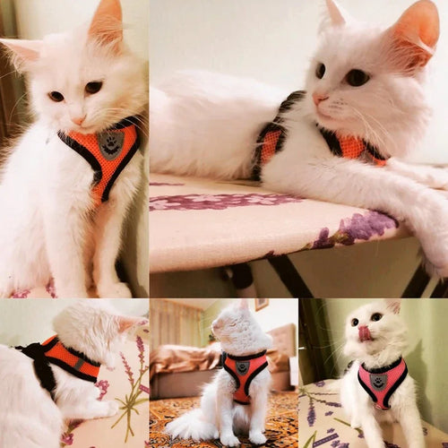 Adjustable Pet Harness